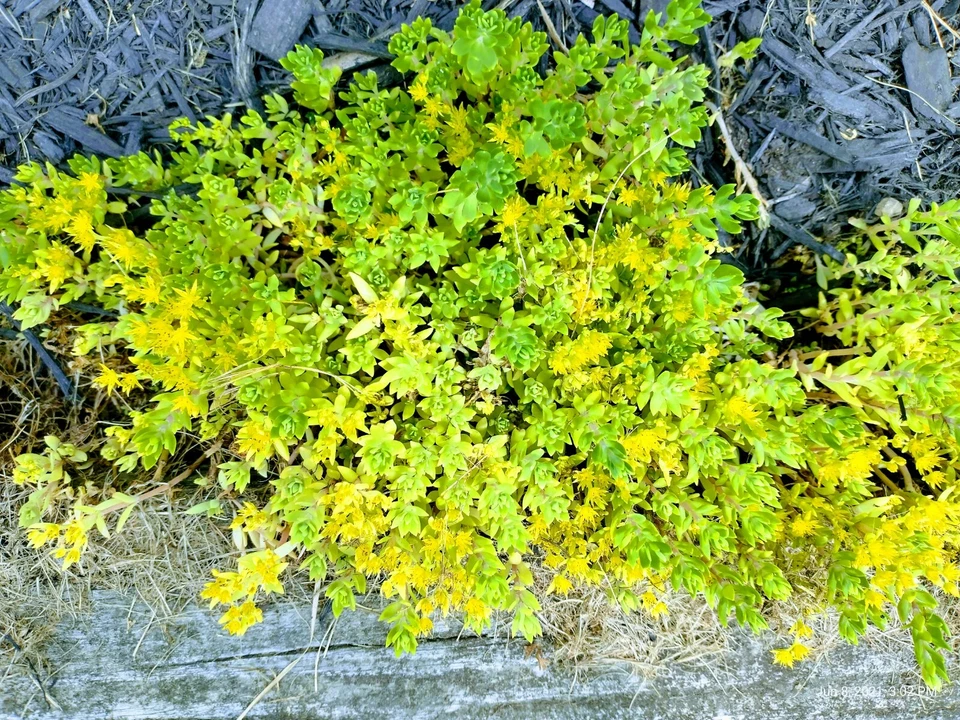 Creeping Sedum Cuttings – 49 Perennial Succulent Groundcover Starts, Mixed Sizes 1–5 Inches