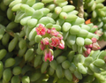 Donkey Tail Succulent Cutting – 4 Inch Sedum Morganianum Unrooted Hanging Propagation Plant