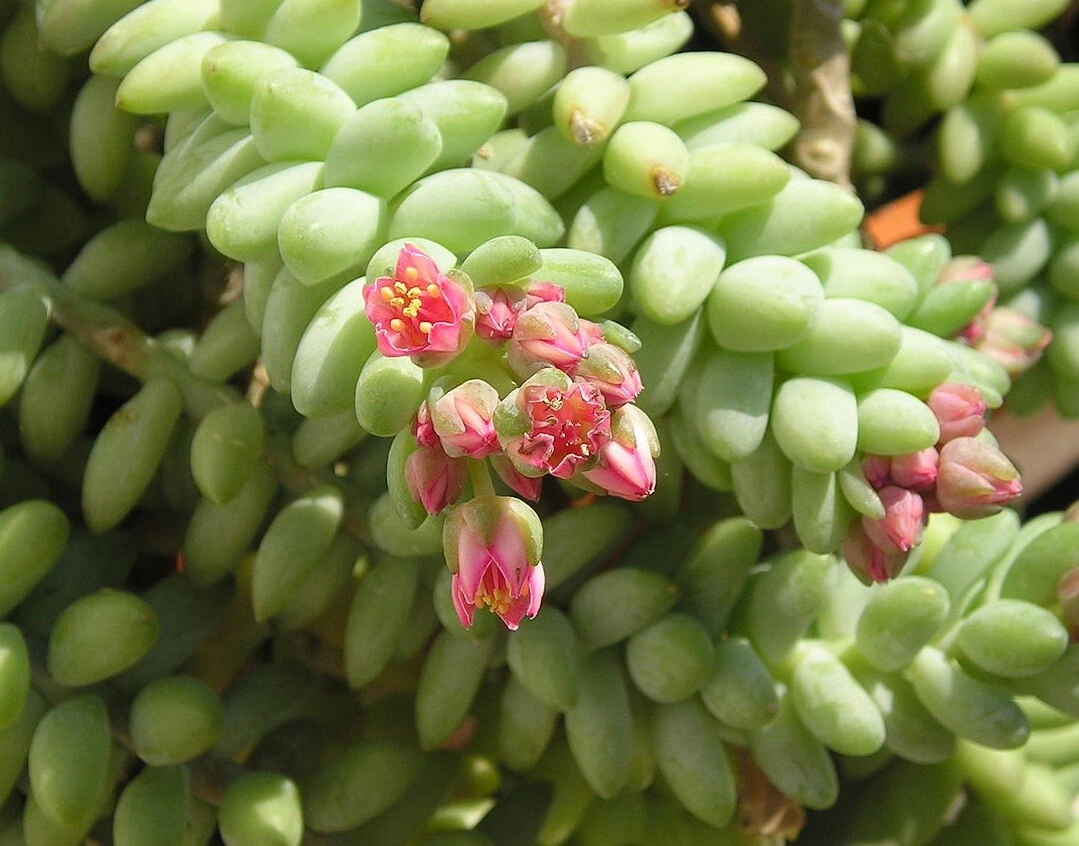 Donkey Tail Succulent Cutting – 4 Inch Sedum Morganianum Unrooted Hanging Propagation Plant