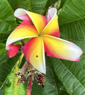 Plumeria Candy Stripe Live Cuttings – 10-12 Inch Frangipani Propagation Plant Starter