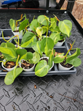 Philodendron Brasil Live Plant – Variegated Indoor Vine with Lime and Dark Green Leaves, Rooted Hederaceum Cordatum