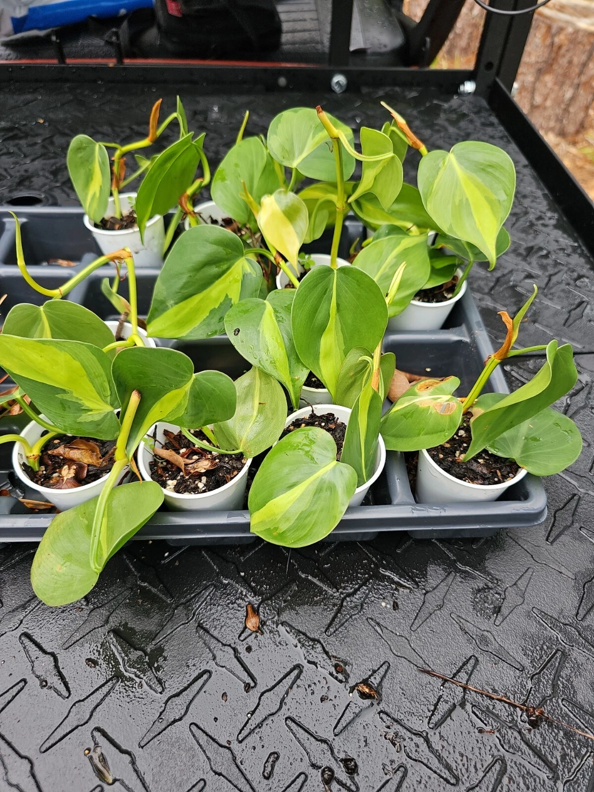 Philodendron Brasil Live Plant – Variegated Indoor Vine with Lime and Dark Green Leaves, Rooted Hederaceum Cordatum