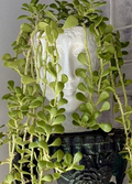 Trailing Weeping Creeping Jade Cutting – Senecio jacobsenii Succulent, 3 Inch Unrooted Propagation Cutting