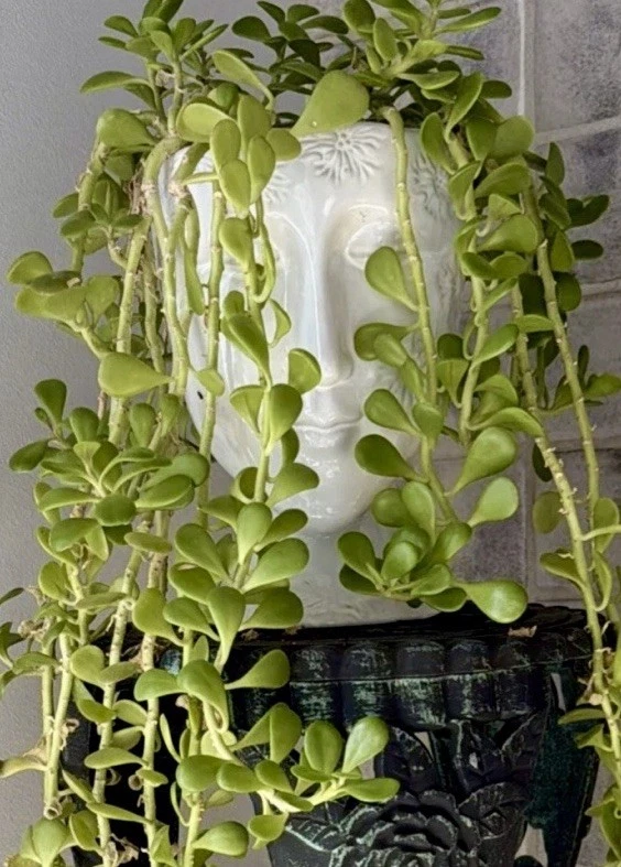 Trailing Weeping Creeping Jade Cutting – Senecio jacobsenii Succulent, 3 Inch Unrooted Propagation Cutting