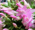 Christmas Cactus Plant 4 Inch Light Pink Zygocactus Live Plant - Epiphyllum spp. Succulent Houseplant