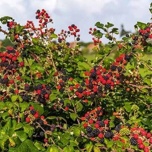 Blackberry Plant Cuttings – 3 Unrooted Rubus spp. for Propagation, Outdoor Gardening, Fresh Bramble Cuttings