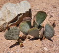 Opuntia basilaris Beavertail Prickly Pear Cactus Pad Cutting Unrooted Desert Ornamental Plant