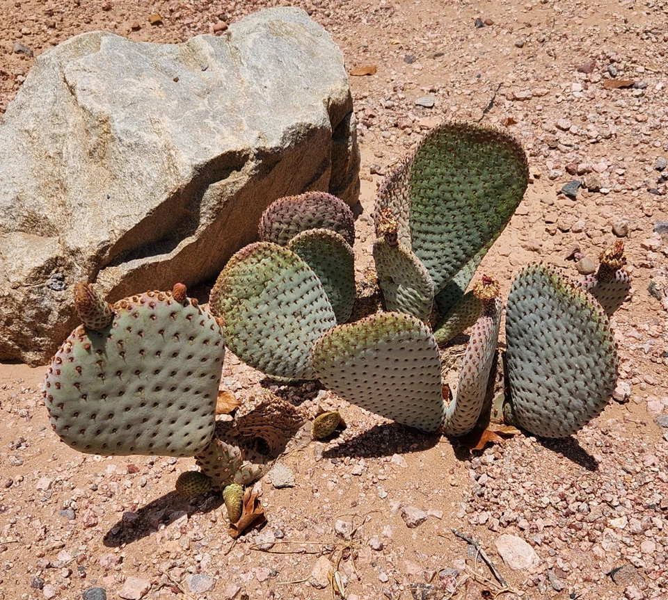 Opuntia basilaris Beavertail Prickly Pear Cactus Pad Cutting Unrooted Desert Ornamental Plant