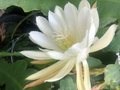 Epiphyllum Orchid Cactus White Shining Cuttings - 2 Live Unrooted Cuttings for Propagation