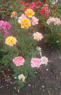 Miniature Rose Cuttings Set of 3 Live Unrooted Apricot to Pink Roses for Propagation - Rosa hybrid