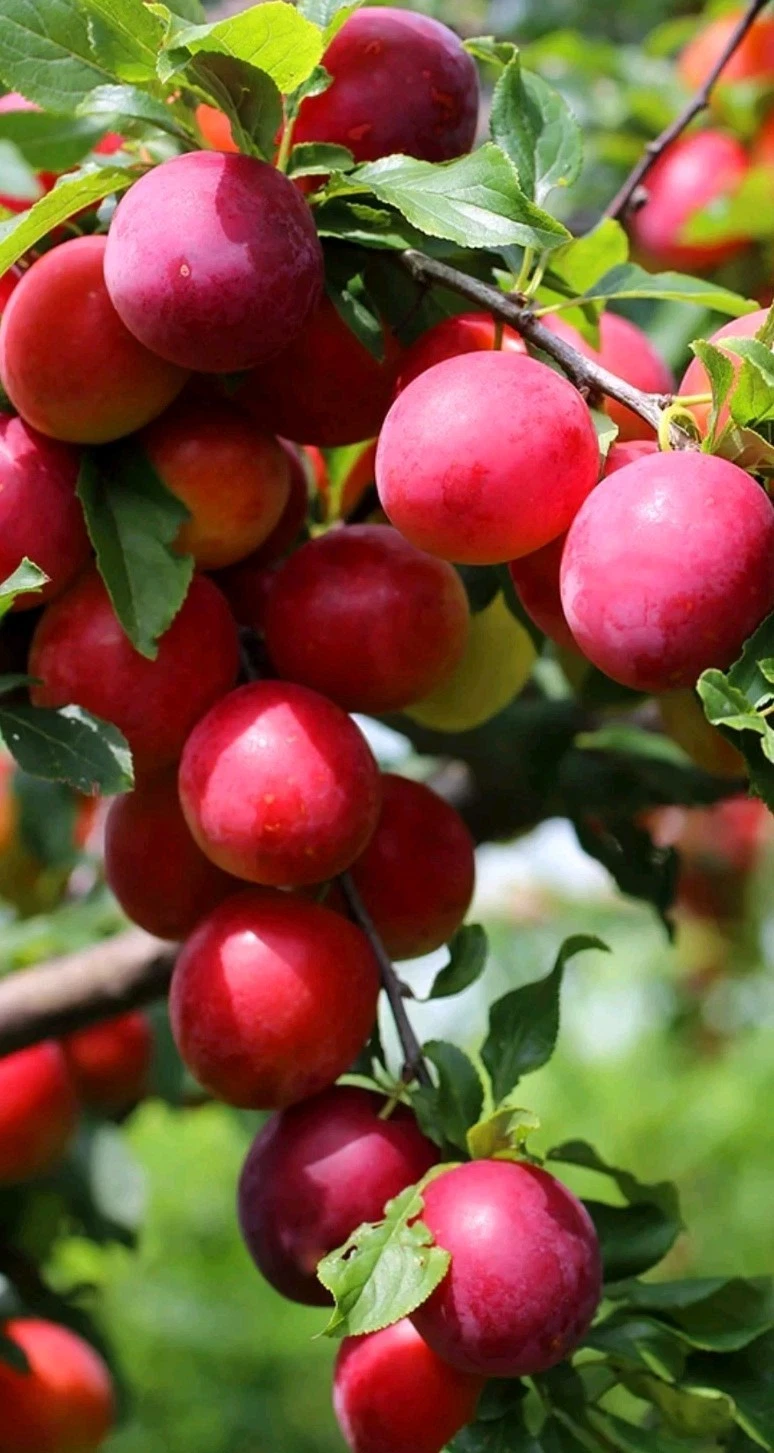 Japanese Red Plum Cutting 6-8 Inches for Rooting Grafting Prunus salicina