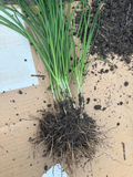 Garlic Chives Plants – 100 Live Bare Root Stalks | Allium tuberosum Leek Chives for Garden
