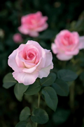 Pink Promise Rose Cuttings Live – 3 Unrooted Propagation Cuttings for Grafting & Rooting, Pink Flowering Shrub, Rosa spp.