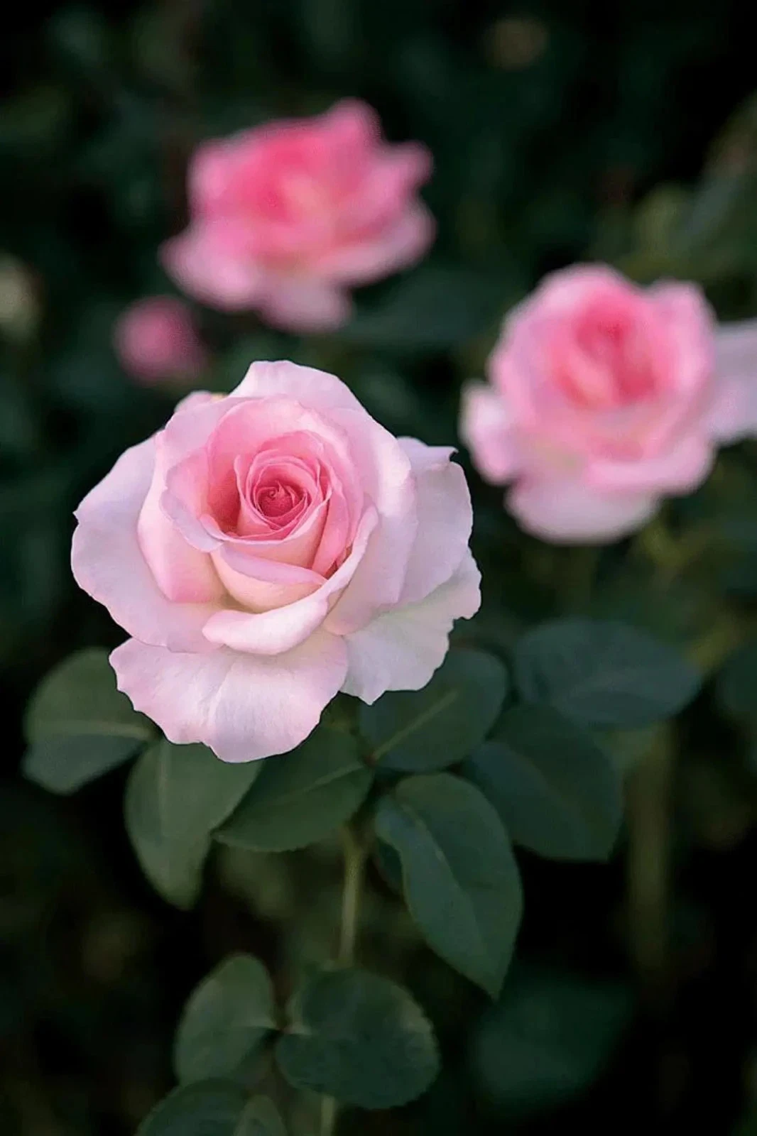 Pink Promise Rose Cuttings Live – 3 Unrooted Propagation Cuttings for Grafting & Rooting, Pink Flowering Shrub, Rosa spp.