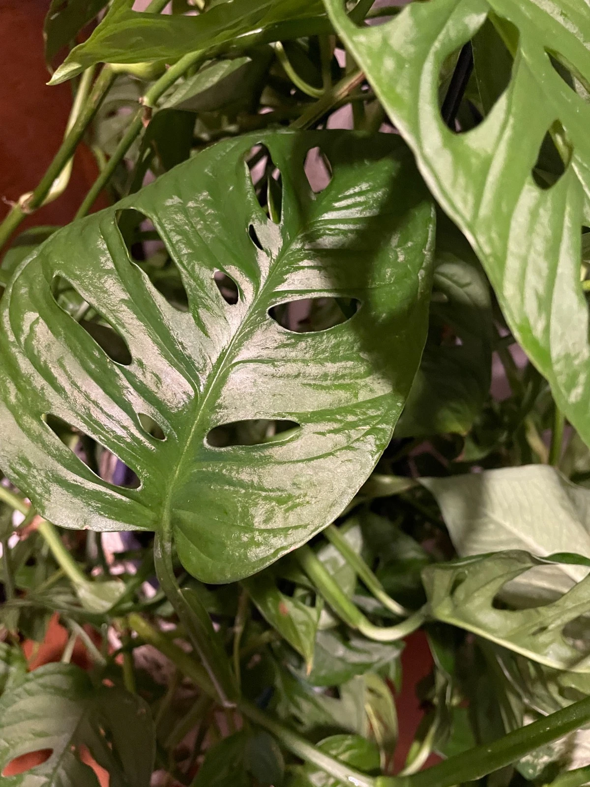 Monstera Adansonii Aurea Cuttings - 2 Pieces, Two Nodes Each, Unrooted Tropical Houseplant