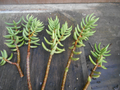 Crassula Tetragona Mini Pine Tree Succulent Cuttings – 5 Live 5–7" Hardy Succulent Stems for Rooting, Indoor & Rock Gardens