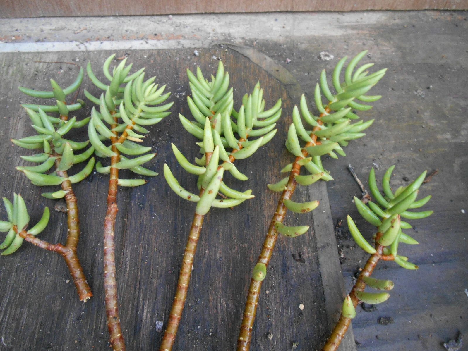 Crassula Tetragona Mini Pine Tree Succulent Cuttings – 5 Live 5–7" Hardy Succulent Stems for Rooting, Indoor & Rock Gardens