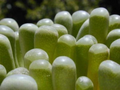 Fenestraria rhopalophylla Seeds – 20 Baby Toes Mesemb Succulent Seeds for Growing, Rare Living Stone Desert Plant