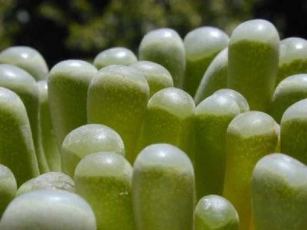 Fenestraria rhopalophylla Seeds – 20 Baby Toes Mesemb Succulent Seeds for Growing, Rare Living Stone Desert Plant