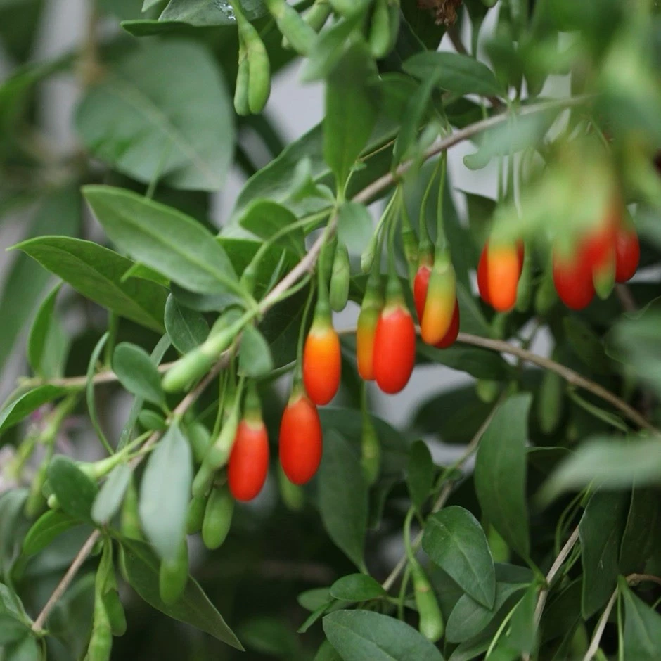 Goji Berry Plant in Pot – Live Lycium Barbarum Starter for Garden or Containers