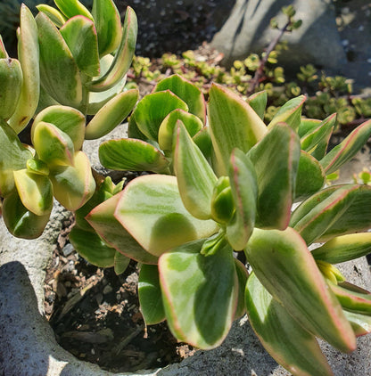 Variegated Jade Cuttings – 3 Unrooted Crassula ovata Variegata Succulent Stems with Yellow Green Foliage
