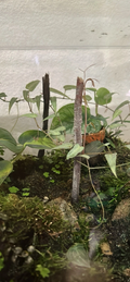 Cissus amazonica Cutting – 6-Leaf Tropical Vine Propagation for Vivarium & Terrarium Enclosures