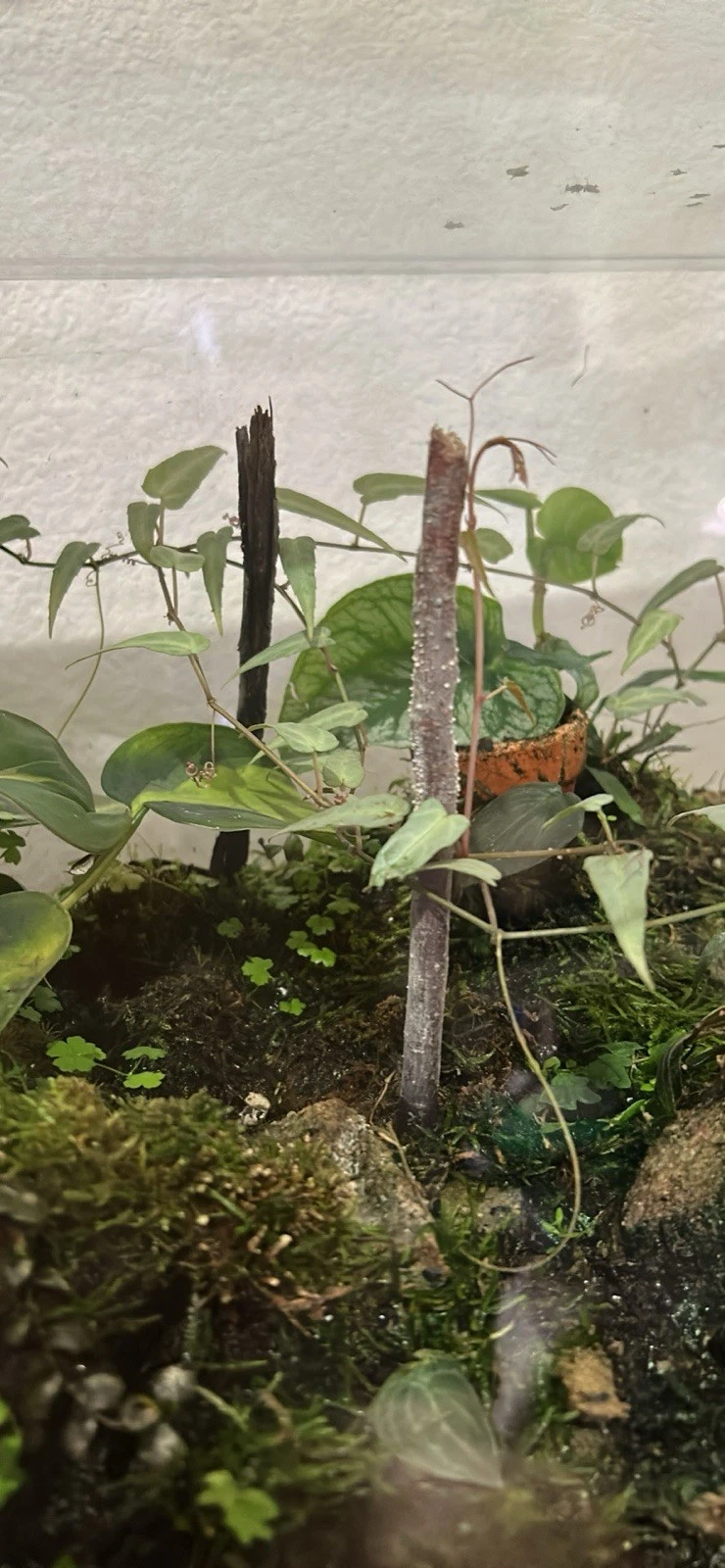 Cissus amazonica Cutting – 6-Leaf Tropical Vine Propagation for Vivarium & Terrarium Enclosures