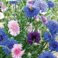Bachelor Button Cornflower Seeds - Mixed Colors, Non-GMO, Heirloom, Flower Seeds for Garden, Centaurea cyanus