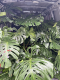 Fully Rooted Monstera Deliciosa Live Plant with 2–3 Leaves, Tropical Houseplant, Indoor Foliage Plant, Swiss Cheese Plant