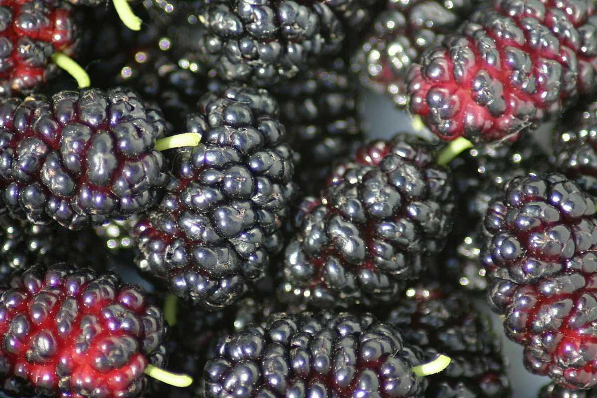 Black Mulberry Cuttings – 12 Unrooted Morus nigra Propagation Cuttings for Grafting and Rooting