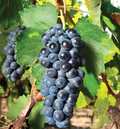 Concord Grape Cuttings Vitis Labrusca 10 Unrooted Green Wood Propagation Material