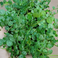 Peperomia Prostrata String of Turtles 3-Inch Potted Houseplant, Trailing Indoor Plant with Turtle Pattern Leaves