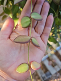 Hoya burtoniae Cutting – 3-Node Unrooted Wax Plant Stem for Indoor Houseplants, Trailing Fuzzy Green Foliage