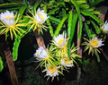 Colombian Yellow Dragon Fruit Cuttings – 8 Selenicereus megalanthus Unrooted Stems for Propagation, 7+ Inches