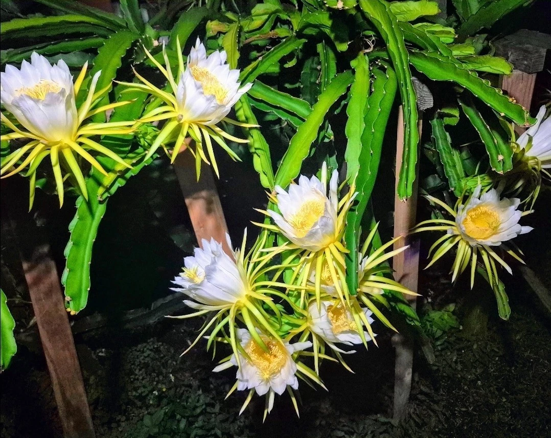 Colombian Yellow Dragon Fruit Cuttings – 8 Selenicereus megalanthus Unrooted Stems for Propagation, 7+ Inches