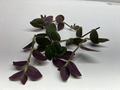 Fuzzy Bunny Bellies Tradescantia Cuttings – Lot of 5 Live Unrooted Houseplant Propagation for Indoor Hanging Baskets