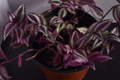 Tradescantia Zebrina Cutting Pack – 12 Fully Rooted Trailing Houseplants for Pots & Hanging Baskets