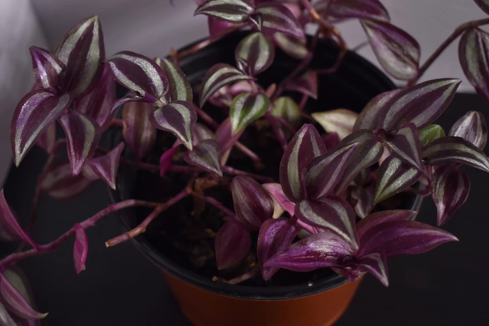 Tradescantia Zebrina Cutting Pack – 12 Fully Rooted Trailing Houseplants for Pots & Hanging Baskets