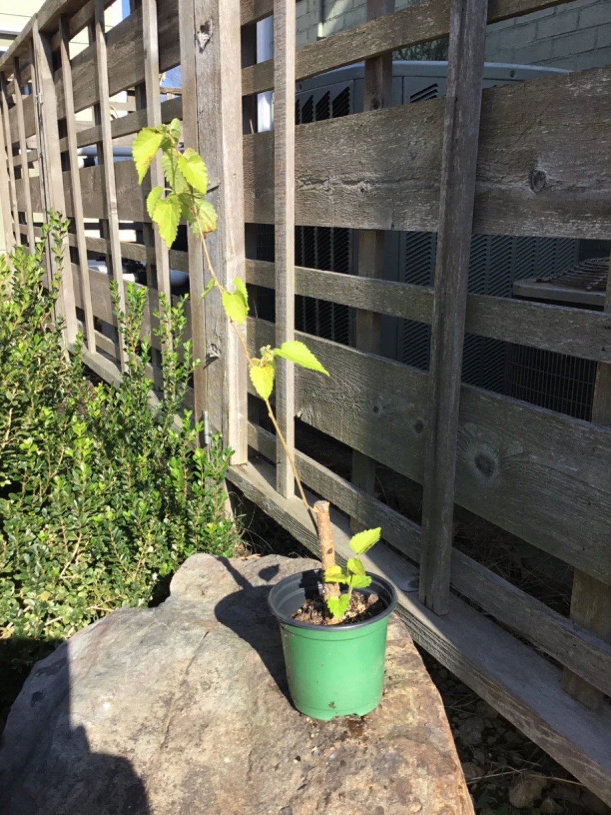 Everbearing Black Mulberry Tree Cuttings, Morus nigra, Dormant Unrooted 6–17 Inches for Propagation