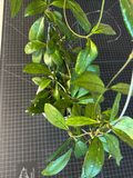 Hoya Crassipetiolata Live One-Node Cutting for Propagation Indoor Houseplant Vining Climber