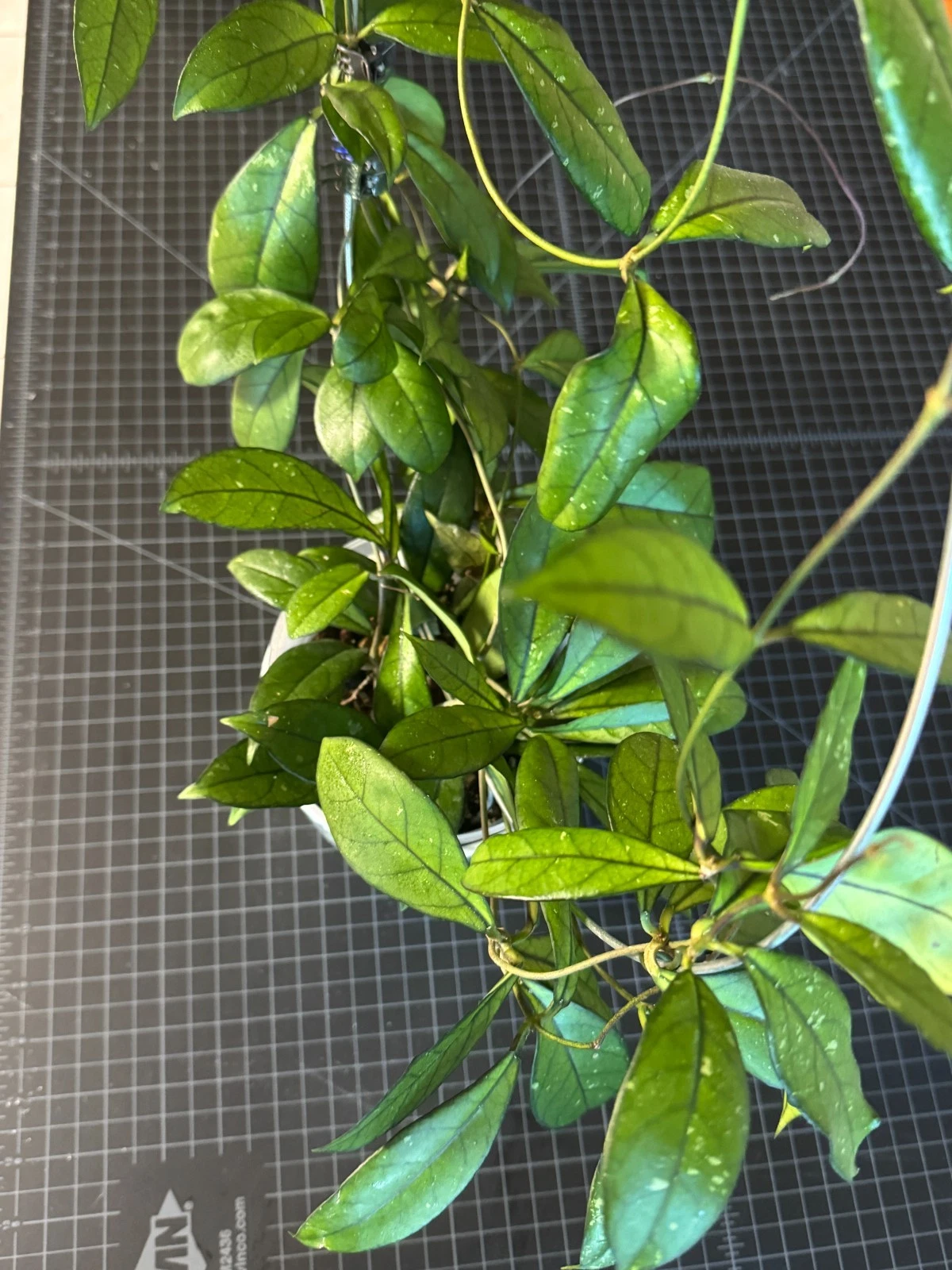 Hoya Crassipetiolata Live One-Node Cutting for Propagation Indoor Houseplant Vining Climber