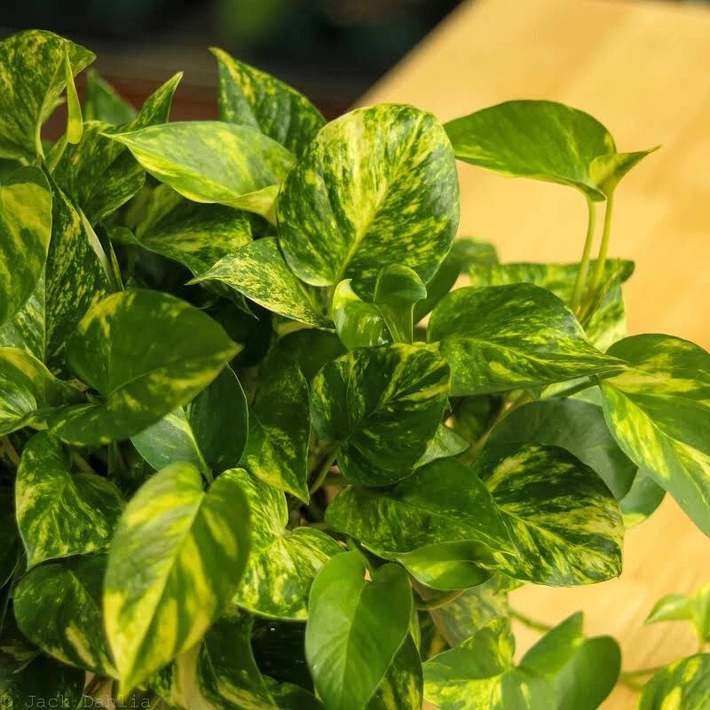 Golden Pothos Variegated Cuttings – Epipremnum aureum, Large Leaf Indoor Propagation, Trailing Houseplant, Live Plant Cuttings