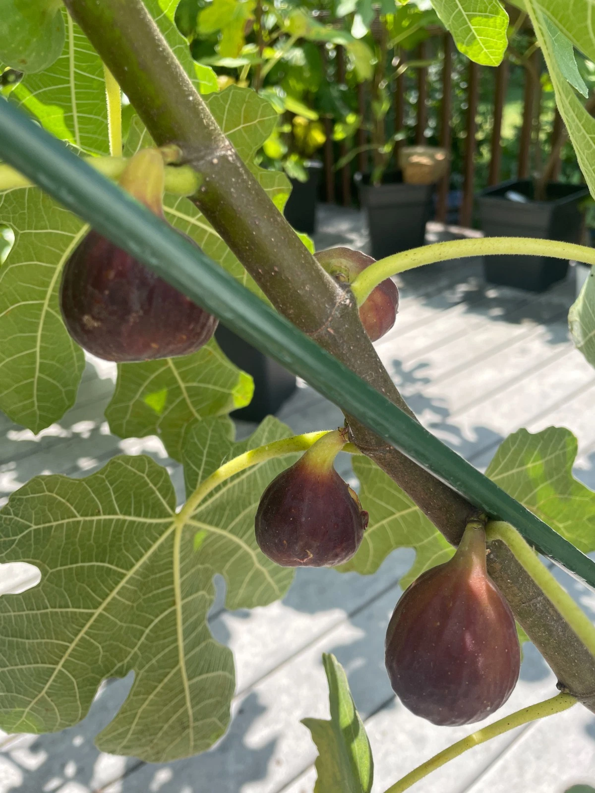 Organic Chicago Hardy Fig Cuttings – 4 Cold Hardy Ficus carica Propagation for Home Gardens