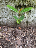 Carolina Cherry Laurel Seedlings – 5 Rooted Prunus caroliniana Live Plants for Hedge, Landscape, Evergreen Shrubs