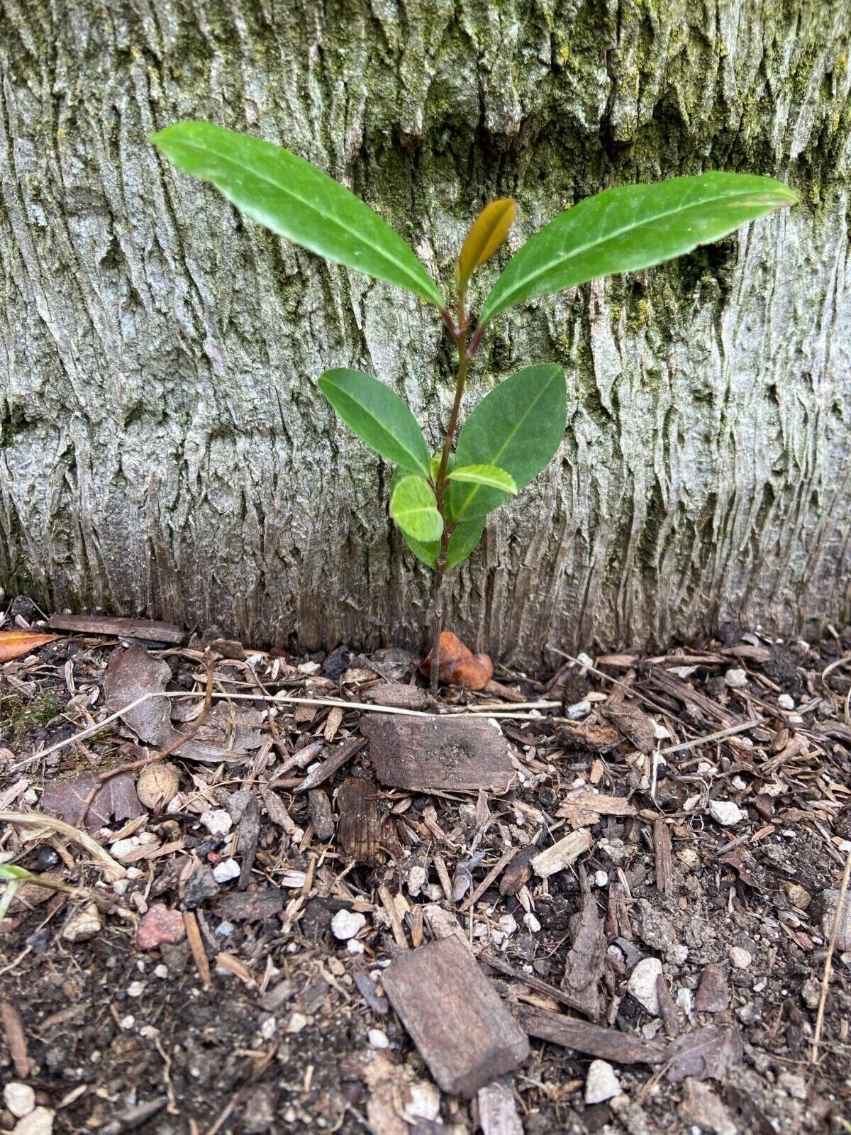 Carolina Cherry Laurel Seedlings – 5 Rooted Prunus caroliniana Live Plants for Hedge, Landscape, Evergreen Shrubs