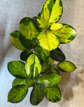Hoya Australis Lisa Single Node Cutting - Variegated Wax Plant for Propagation