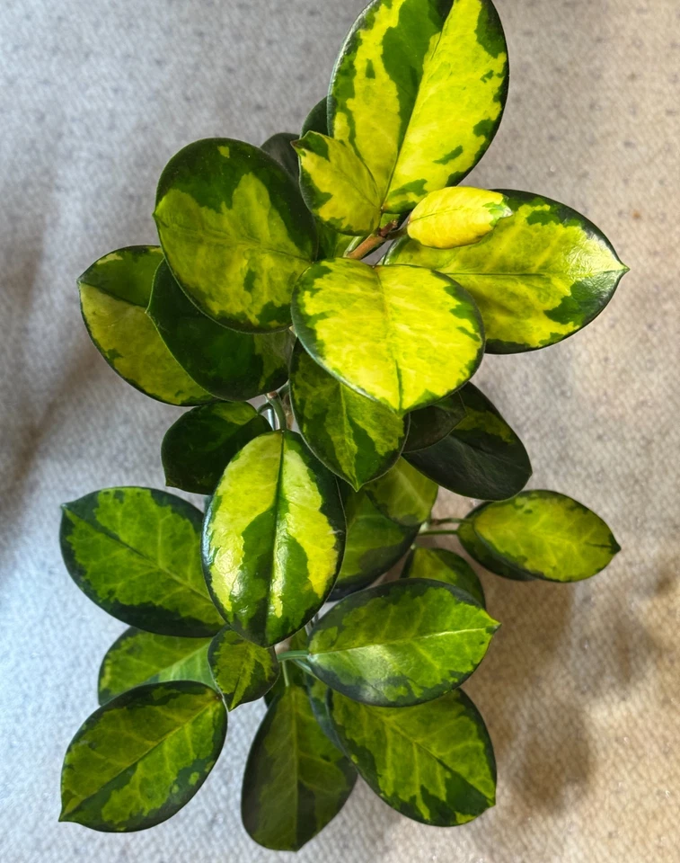 Hoya Australis Lisa Single Node Cutting - Variegated Wax Plant for Propagation