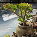Crassula ovata ‘Crosby’s Compact’ Jade Plant – Live Succulent with Bonus Cutting, Small Indoor Dwarf Succulent, Easy-Care Plant