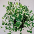 Live N’Joy Pothos Cuttings Set of 4 – Variegated White and Green Houseplant Propagation Material
