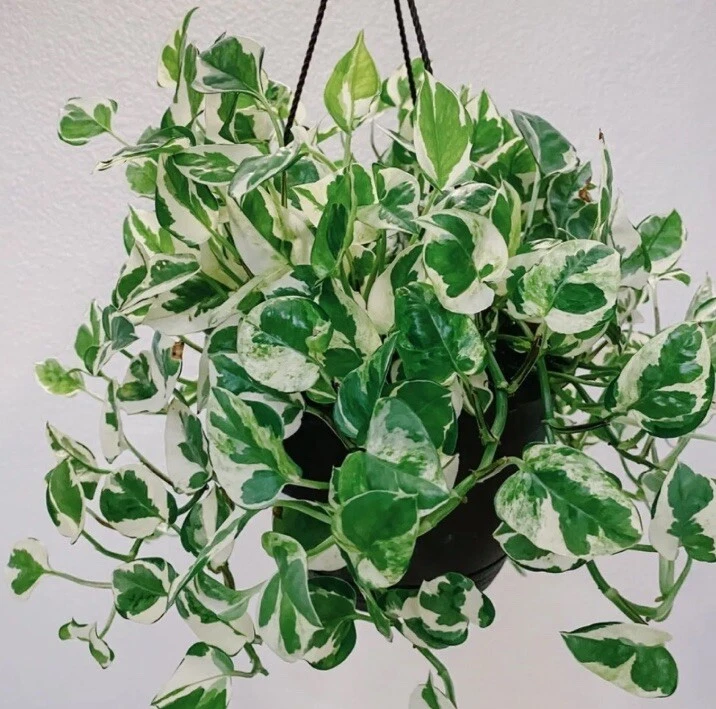 Live N’Joy Pothos Cuttings Set of 4 – Variegated White and Green Houseplant Propagation Material